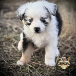 Oz - male Toy Australian Shepherd puppy in El Dorado Springs, Missouri from HP Aussie Kennels