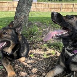 German Shepherds from roby roark