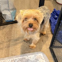 Mini - Yorkshire Terrier