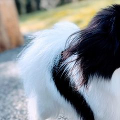 Japanese Chins from Musashi Japanese Chin