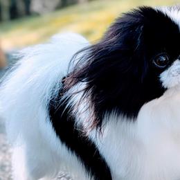 Japanese Chins from Musashi Japanese Chin