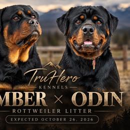 Rottweiler puppies from TruHero Dog Kennel