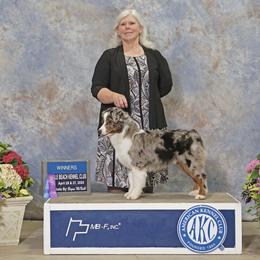 Miniature American Shepherd and Miniature Australian Shepherd Puppies from Taylor Made Aussies  & Taylor Made Miniature American Shepherd