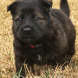 German Shepherd Puppies from Roanwood German Shepherds