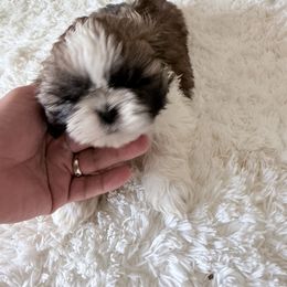 Puppy 3 - Gold and white male Shih Tzu puppy in Palmetto Bay, Florida from Happy Hour Shih Tzus