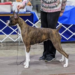 Jensen - Boxer