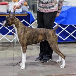 Jensen - Boxer