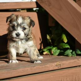 Imogen - Red sable female Havanese puppy in Angier, North Carolina from Hoppy Havanese