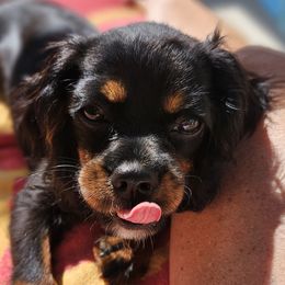 Cavalier King Charles Spaniel All Grown Up from Bunker Hill Cavaliers