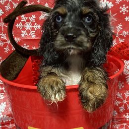 Catahoula Leopard Dog and Cocker Spaniel Puppies from Rich Cat’s