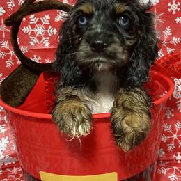 Catahoula Leopard Dog and Cocker Spaniel Puppies from Rich Cat’s