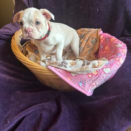 Maple - Lilac female Boston Terrier puppy in Farmington, Connecticut from Boston Luvs