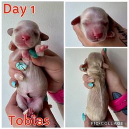 Tobias - Cream male Dachshund puppy in Michigan from M.H.P Dachshunds