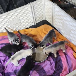 Siberian Husky Puppies from Spirit of the Moon Siberians