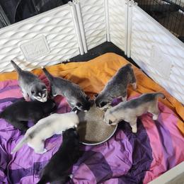 Siberian Husky Puppies from Spirit of the Moon Siberians