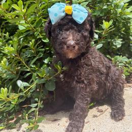 Viola - Chocolate female Labradoodle puppy in Camden, North Carolina from Oopsie Doodles of NC