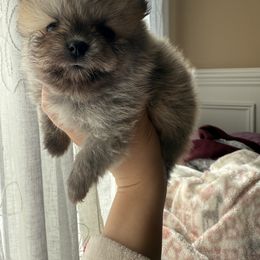 French Bulldog and Pomeranian Puppies from Couture_frenchies