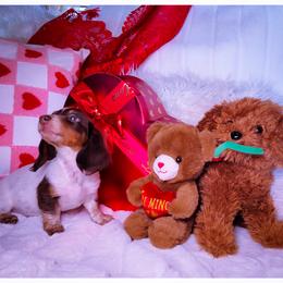 Dachshund and Great Dane Puppies from AZ's Prestigious Minature Dachshunds