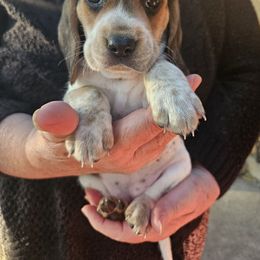 Girl 3 - Brown white and tan female Beagle puppy in Santa Margarita, California from S&R Ranch