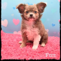 Fizz - Blue fawn male Chihuahua puppy in Demorest, Georgia from Sourpatch Chihuahuas