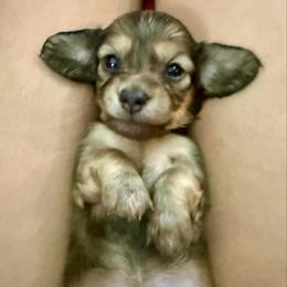 Snowden- Shaded Cream- will fade to cream- Price Listed - Cream male Dachshund puppy in Biloxi, Mississippi from Southern Doxies Ms