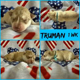 Truman (nickname) - Red and white male Siberian Husky puppy in Fairborn, Ohio from Haven of Free Spirits