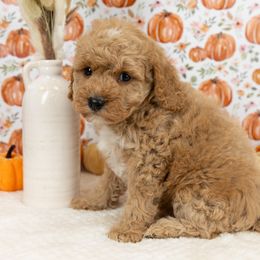 Cockapoo Puppies from Firm Foundation Cockapoos