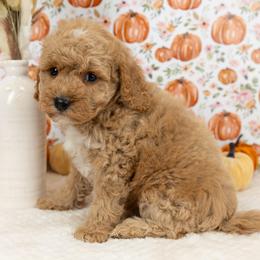 Cockapoo Puppies from Firm Foundation Cockapoos