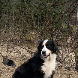 Betty - Bernese Mountain Dog