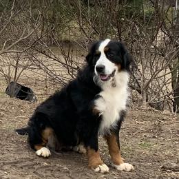 Betty - Bernese Mountain Dog