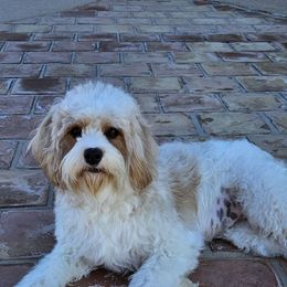 Cavapoo puppies from Cool Cavapoos