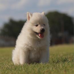 Kobalt - White female Pomsky puppy in Krum, Texas from Paw-Some Pomskies
