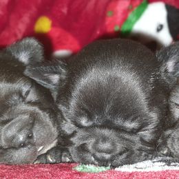 Boxers and Bulldogs from Pattys Boxers and Bulldogs