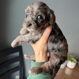 Journey - Merle female Cavapoo puppy in Battle Lake, Minnesota from Panda Puppies