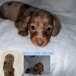 Dachshund Puppies from McJazzin Doxies