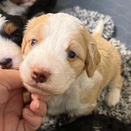 Woody - Yellow and white male Bernedoodle puppy in Lincoln, Nebraska from GRand Doodles