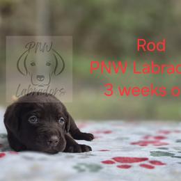 Rod - Chocolate male Labrador Retriever puppy in Rogue River, Oregon from PNW Labradors