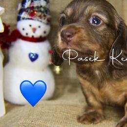 Dachshund Puppies from Pasek Kennels