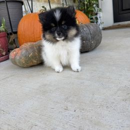 Bean - Black parti female Pomeranian puppy in Texas from D&C Pomeranians