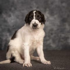 Girl 1 - White Borzoi puppy in Des Moines, Iowa from Luxor Borzoi