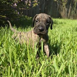 Doberman Pinscher and Great Dane Puppies from Draggin Dobermans & Great Danes