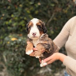 Willow - Merle male Bernedoodle puppy in Huntington Beach, California from The Canine Society