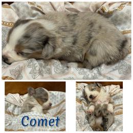 Comet - Blue tri male Toy Australian Shepherd puppy in Menan, Idaho from Teton Toy Aussies