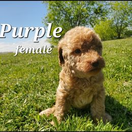 Labradoodle Puppies from Silver Acorn Doodles