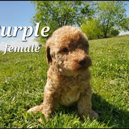 Labradoodle Puppies from Silver Acorn Doodles