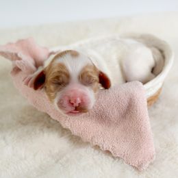 Jupiter - Red and white male Cockapoo puppy in Pledger, Texas from Sugarbear Cockapoos