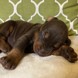 Reagan - Red and rust female Doberman Pinscher puppy in Boyd, Texas from Team Feem Breeders
