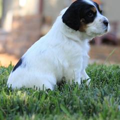 Llewellin Setter Puppies from Hickory Hollow Llewellin Setters, LLC