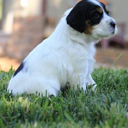 Llewellin Setter Puppies from Hickory Hollow Llewellin Setters, LLC