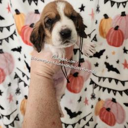 Rose - Mahogany and white female Basset Hound puppy in Alton, Illinois from Show Me Great Danes and Basset Hounds